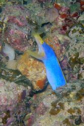 Flare those yellow flamed lips!
Blue ribbon eel. Photo t... by Lisa Lappe 